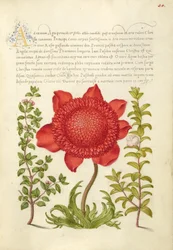 Albahaca Tomillo, Amapola Anémona y Mirto