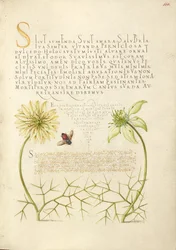 Cominos negros e insecto