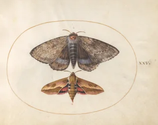 Polilla de alas inferiores azules y esfinge de las euforbias (lámina 25 de Ignis)