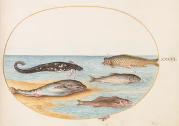 Pez, c.1575-80