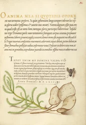 Mosca doméstica, algodón de lavanda y planta del dinero
