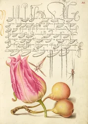 Insecto imaginario, tulipán, araña y pera común