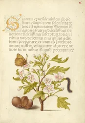 Insecto, espino inglés, oruga y avellano europeo