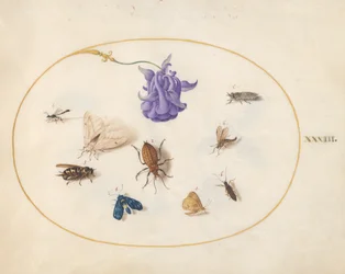 Insectos, c.1575-80