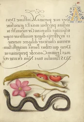 Alubia Riñón, Anémona Amapola y Víbora