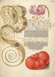 Lirio y tomate Martagon