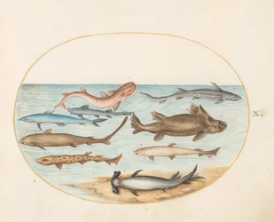Placa 10: Nueve Tiburones