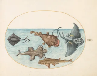 Placa 13: Dos rayas, un pez pescador, un pez monje(?) y un tiburón ángel
