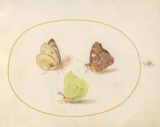 Placa 14: Mariposa de azufre común, almirante rojo y mariposa amarilla nublada