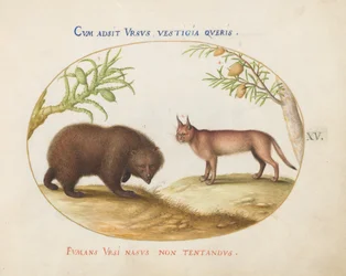 Placa 15: Un oso y un lince(?)