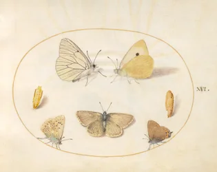 Placa 16: Mariposa Blanca de Venas Negras, Amarillo Nublado, Mariposa de Cola Negra(?) y Mariposa Argus de Geranio(?) con Dos Crisálidas
