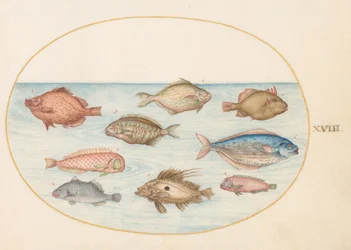 Placa 18: Pez jabalí, pez navaja, pez mantequilla, un pez San Pedro y otros peces