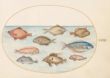 Lámina 18: pez cerdo, pez navaja, pez mantequilla, un pez de San Pedro y otros peces