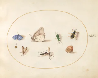 Placa 19: Dos Mariposas con Otros Cinco Insectos