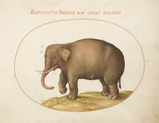Placa 1: Elefante con insectos