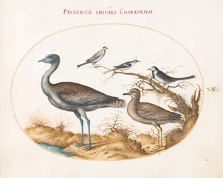 Plato 20: Un Chorlito con Cuatro Aves Más