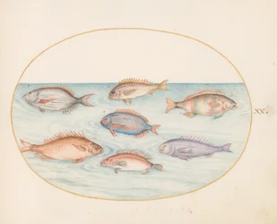 Plato 20: Besugo, Dentón, Sargo y otros peces