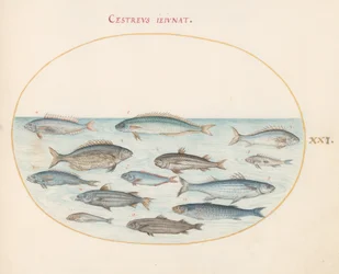 Placa 21: Bacalao(?) y otros peces