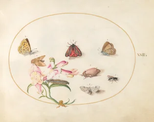 Lámina 22: Una polilla cinabrio y un escarabajo de mayo junto a mariposas, otros insectos y una boca de dragón