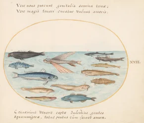 Placa 22: Salmonete, pez volador, anguilas y otros peces