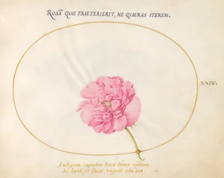 Lámina 24: Rosa Rosa