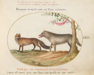 Plato 26: Un Zorro Rojo y un Lobo