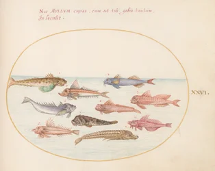 Plato 26: Rubios, dragoncillos y otros peces