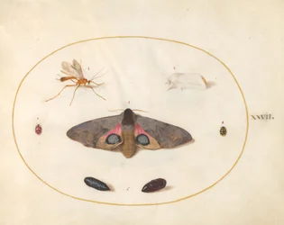Placa 27: Dos Polillas, Dos Crisálidas y Otros Insectos