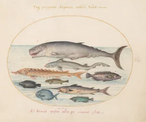 Placa 2: Cachalote, Esturión, Tiburón y Otros Peces