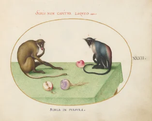 Plato 32: Dos monos en una mesa