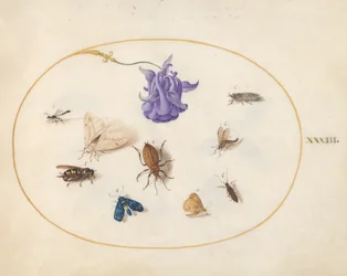 Placa 33: Polilla y Mariposa con otros Insectos y una Flor de Aquilegia
