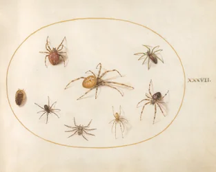 Placa 37: Siete arañas y un insecto