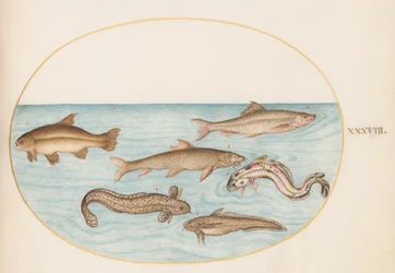 Lámina 38: lota, brótola y otros peces