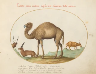 Placa 3: Camello, íbice y cabra