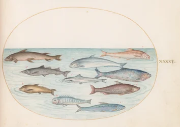Placa 41: Pescado Blanco(?) y Otros Peces