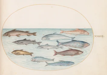 Lámina 41: Corégonos(?) y otros peces