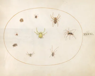 Placa 41: Araña amarilla rodeada de ocho arañas