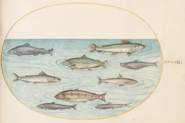 Lámina 42: Nueve peces