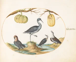 Placa 44: Aguja colinegra(?) y correlimos con dos calabazas