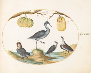 Lámina 44: Aguja colipinta (?) y correlimos con dos calabazas