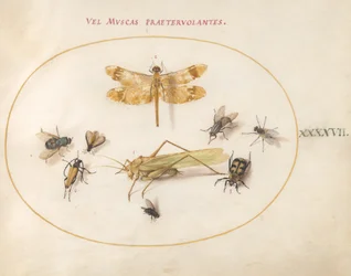 Placa 47: Una libélula, un saltamontes, moscas domésticas, un escarabajo carroñero, un escarabajo longicornio y otros insectos