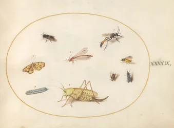 Lámina 49: Un saltamontes, una oruga, una mariposa, una polilla y otros insectos