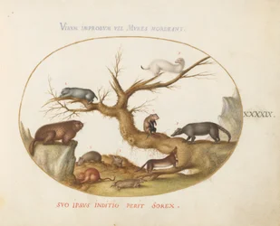 Placa 49: Marmota, Hámsters, Rata, Ratón de Campo, Musaraña y un Coatí