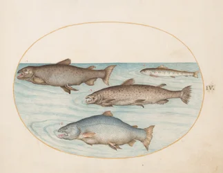 Lámina 4: Cuatro salmones