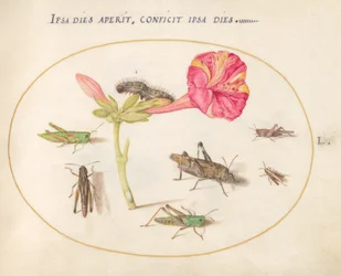 Placa 50: Saltamontes, una oruga y un insecto escama con una flor de las cuatro en punto