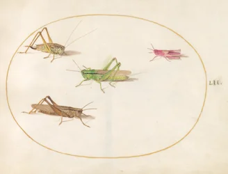 Placa 52: Cuatro saltamontes