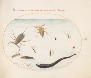 Placa 56: Escorpión de agua, medidor de agua, patinador de estanque, ácaro rojo de agua, sanguijuela (?), y otros insectos acuáticos