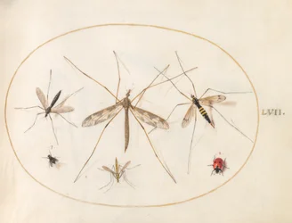 Placa 57: Una mariquita, una mosca y otros cuatro insectos