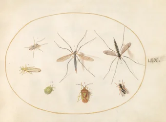 Placa 59: Siete insectos, incluyendo un escudo de espino, moscas grulla y una mosca flotante