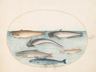 Placa 5: Tres Bagres, un Salmón y Dos Otros Peces